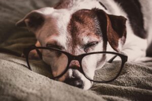 An older dog sleeping with reading glasses on