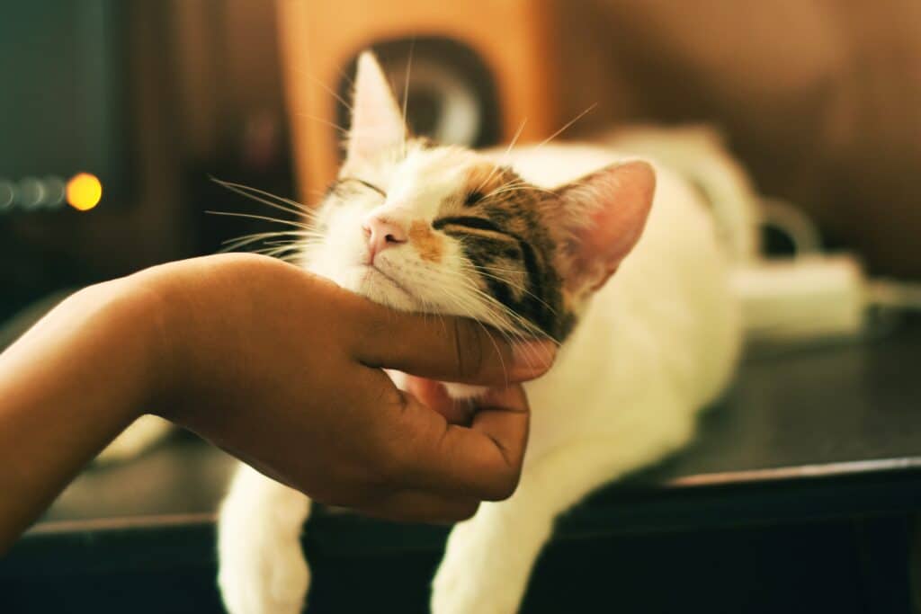 Cat having chin scratched