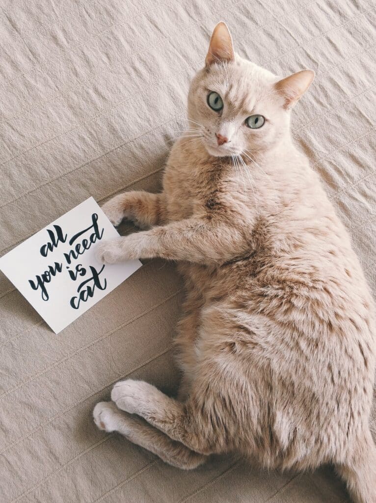 Cat with all you need is cat sign