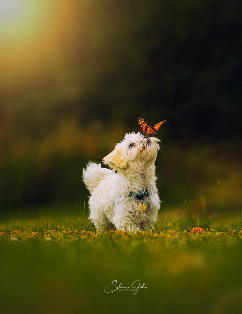 Dog in field with butterfly on nose