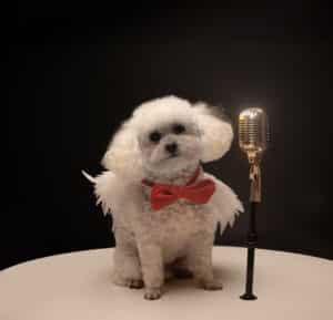 Dog wearing red bowtie standing in front of microphone