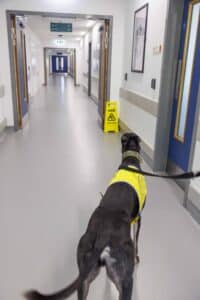 Greyhound in therapy dog jacket in corridor of hospital