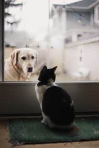 Dog looking in through window at cat