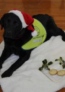 Therapy dog lying down with Santa hat on